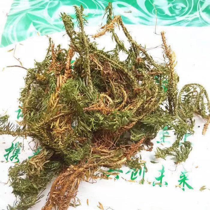 Qian Ceng Ta 千层塔, Dried Herba Huperzia Serrata, Jin Bu Huan-Health Wisdom™