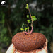 Qian Jin Teng 千金藤, Stephania japonica (Thunb.) Miers Roots, Di Bu Rong-Health Wisdom™