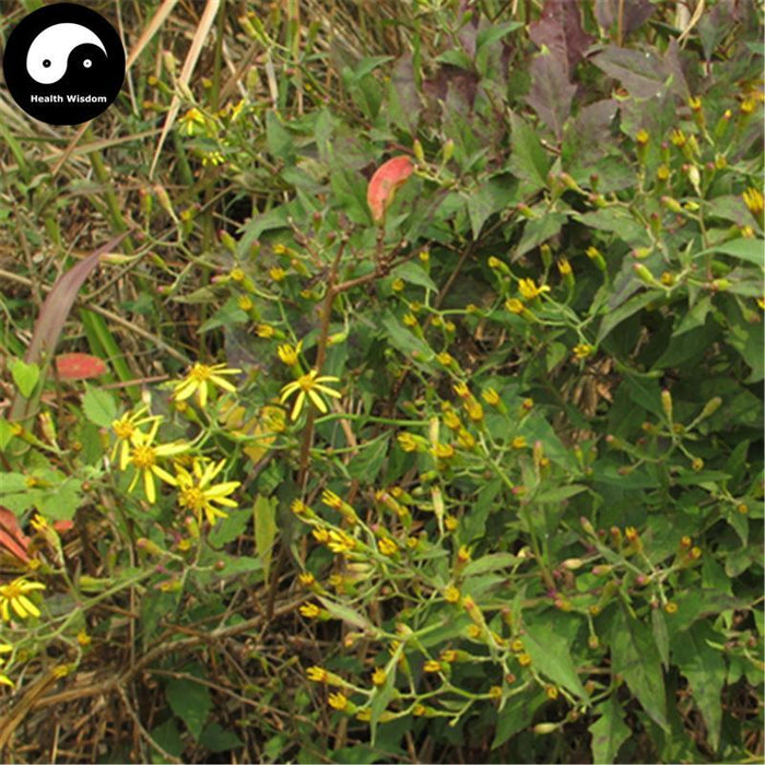 Qian Li Guang 千裏光, Climbing Groundsel Herb, Herba Senecionis Scandentis, Qian Li Ming