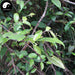 Qing Feng Teng 青风藤, Caulis Sinomenii Twig, Sinomenium Acutum, Qing Teng
