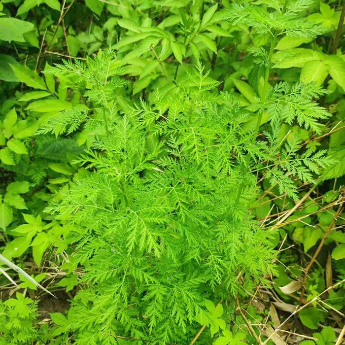 Artemisia annua [Qinghao (青蒿)] also known as sweet wormwood, sweet