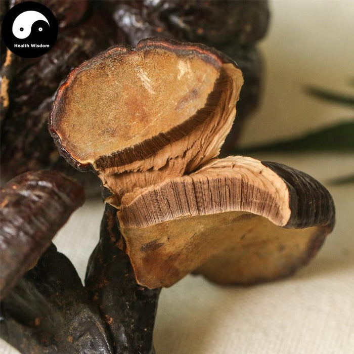 Reishi Mushroom, Dried Ganoderma Lucidum Tea, Purple Lingzhi, Zi Ling Zhi 紫灵芝-Health Wisdom™