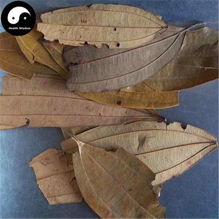 Rou Gui Ye 肉桂葉, Folium Cinnamomi, Cinnamomum Cassia Leaf, Cassiabarktree Leaf-Health Wisdom™