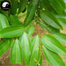 Rou Gui Ye 肉桂葉, Folium Cinnamomi, Cinnamomum Cassia Leaf, Cassiabarktree Leaf-Health Wisdom™