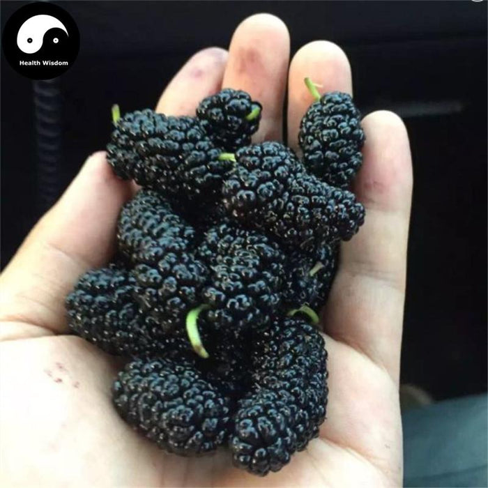 Sang Shen Zi 桑椹子, Fructus Mori, Mulberry Fruit-Health Wisdom™
