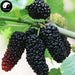 Sang Shen Zi 桑椹子, Fructus Mori, Mulberry Fruit-Health Wisdom™