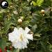 Shan Cha Hua 山茶花, Camellia Japonica Flower, Flos Camellia