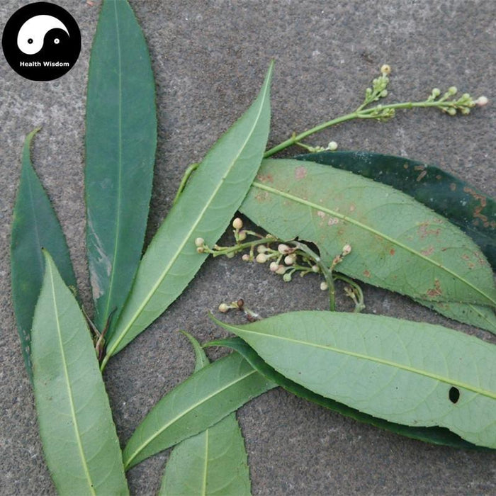 Shan Xiang Yuan Ye 山香圓葉, Folium Turpiniae, Turpinia Arguta Leaf-Health Wisdom™