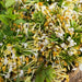 Shan Yin Hua 山銀花, Flos Lonicera Hypoglauca, Wild Honeysuckle Flower Tea-Health Wisdom™