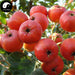 Shan Zha 山楂, Hawthorn Fruit, Fructus Crataegi-Health Wisdom™
