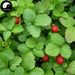 She Mei Cao 蛇莓草, Herba Duchesneae Indicae, Indian Strawberry, Indian Mockstrawberry Herb-Health Wisdom™