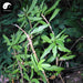 Shi Diao Lan 石吊兰, Herba Lysionti, Fewflower Lysionotus Herb, Lysionotus Pauciflorus-Health Wisdom™