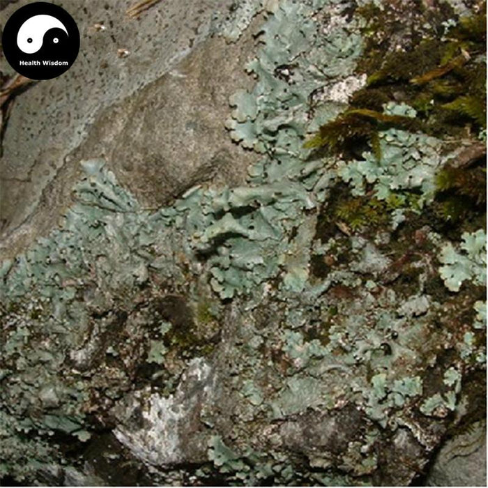 Shi Hua 石花, Di Yi 地衣, Parmelia Saxatilis, Fungi, Lichens-Health Wisdom™