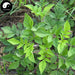 Shi Jian Chuan 石見穿, Chinese Sage Herb, Herba Salviae Chinensis, Zi Shen-Health Wisdom™