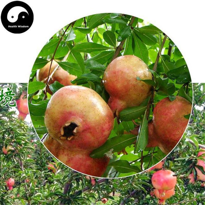 Shi Liu Pi 石榴皮, Pericarpium Granati, Pomegranate Rind, Shi Liu Ke-Health Wisdom™