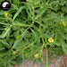 Shi Long Rui 石龙芮, Herba Ranunculus Sceleratus, Shui Jiang Tai-Health Wisdom™