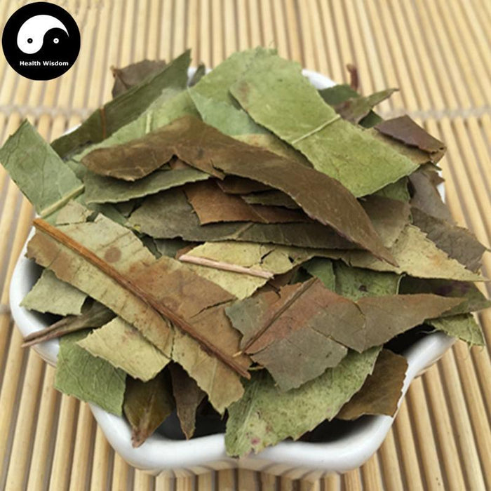 Shi Nan Ye 石楠葉, Folium Photiniae, Chinese Photinia Leaf-Health Wisdom™