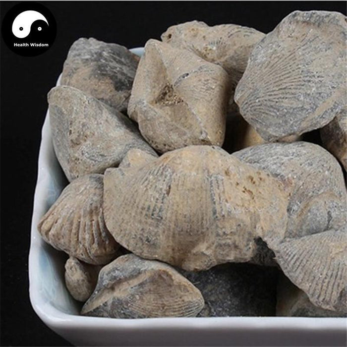 Shi Yan 石燕, Spirifer, Medicinal Mineral