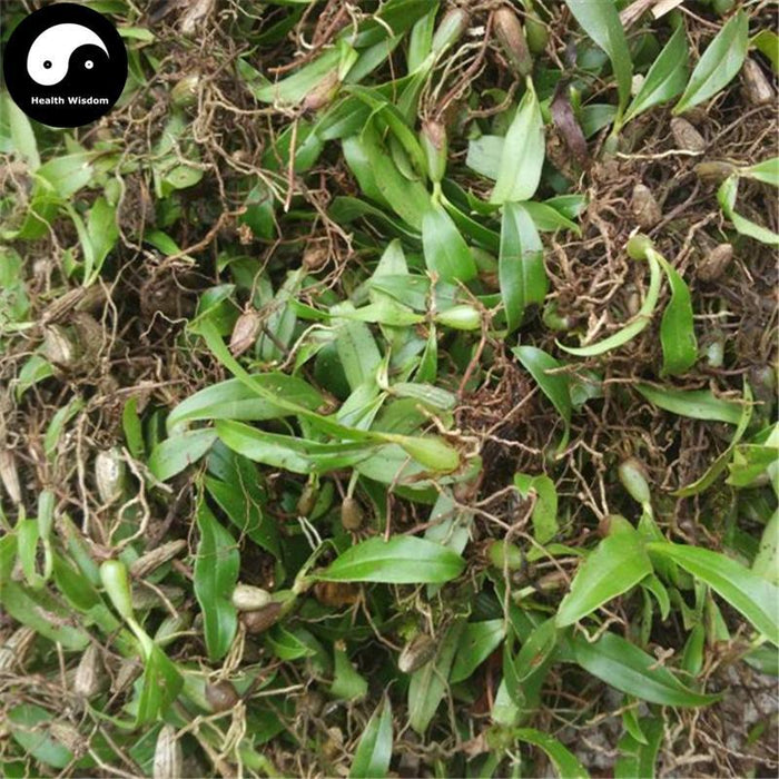 Shi Zao 石枣, Radiate Bulbophyllum Herb, Herba Bulbophylli Radiati, Shi Dou-Health Wisdom™