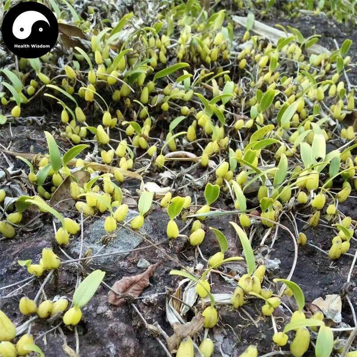 Shi Zao 石枣, Radiate Bulbophyllum Herb, Herba Bulbophylli Radiati, Shi Dou-Health Wisdom™