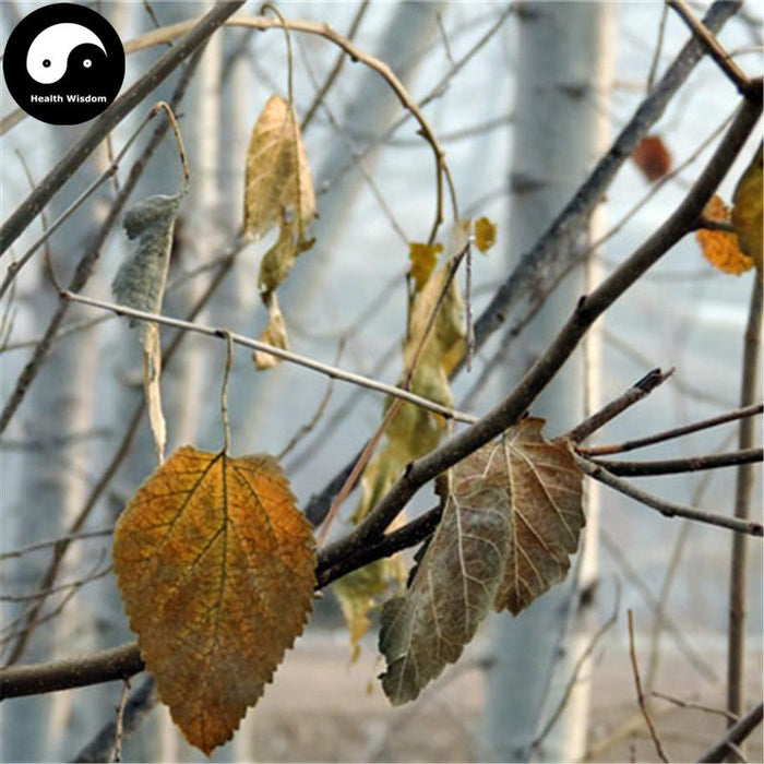 Shuang Sang Ye 霜桑葉, Folium Mori, Frost Mulberry Leaf-Health Wisdom™