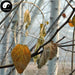 Shuang Sang Ye 霜桑葉, Folium Mori, Frost Mulberry Leaf