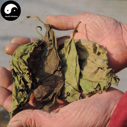 Shuang Sang Ye 霜桑葉, Folium Mori, Frost Mulberry Leaf-Health Wisdom™