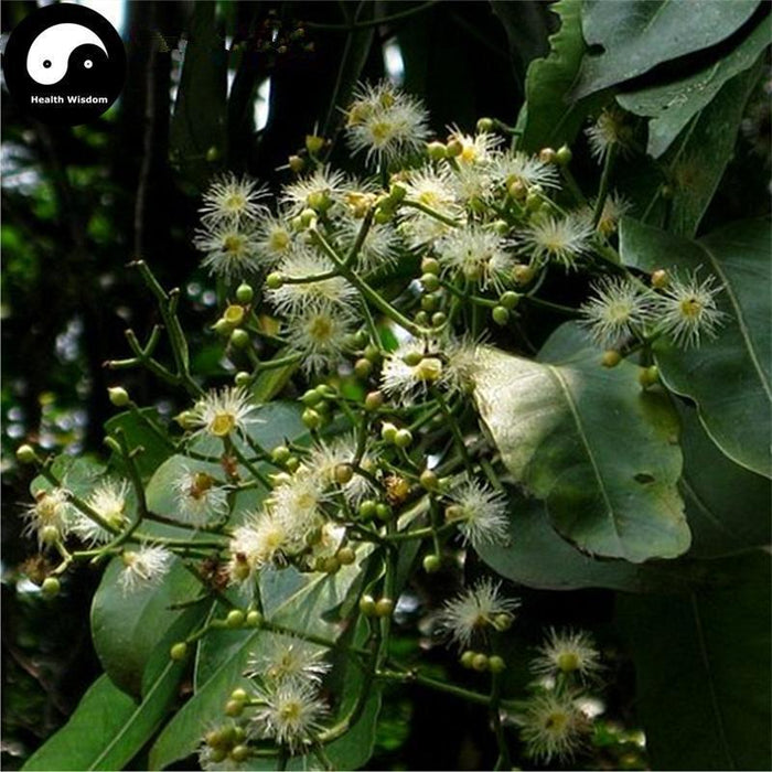 Shui Weng Hua 水翁花, Operculate Cleistocalyx Flower, Flos Cleistocalycis Operculati-Health Wisdom™