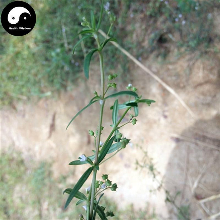 Shui Xian Cao 水線草, Corymbose Hedyotis Herb, Herba Hedyotidis Corymbosae