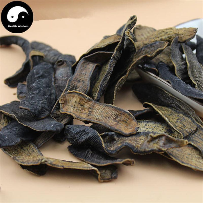 Shui Zhi 水蛭, Dried Hirudin, Medicinal Leeches, Hirudo Medicinalis