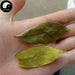 Si Ji Qing 四季青, Folium Ilicis Chinensis, Purpleflower Holly Leaf-Health Wisdom™