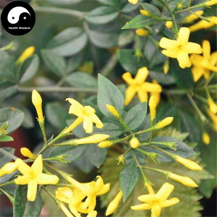 Si Ji Su Xin Hua 四季素馨花, Jasminum Seguinii Flower, Flos Jasminum-Health Wisdom™