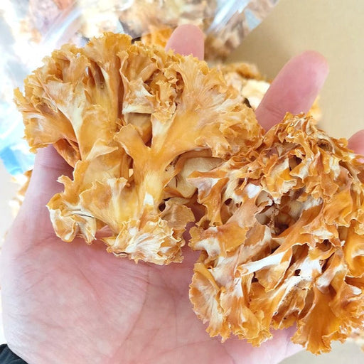 Sparassis Crispa, Dried Cauliflower Mushroom, Hanabiratake, Xiu Qiu Jun 绣球菌-Health Wisdom™