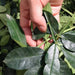 Spice Hua Jiao Sui Ye 花椒碎叶, Leaf Pericarpium Zanthoxyli, Pricklyash Leaves, Chuan Jiao, Shu Jiao-Health Wisdom™