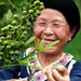 Spice Qing Hua Jiao 青花椒, Ma Jiao 麻椒, Pericarpium Zanthoxyli, Green Pricklyash Peel, Chuan Jiao, Shu Jiao, Teng Jiao-Health Wisdom™