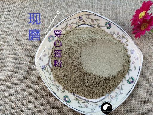 TCM Herbs Powder Chuan Xin Lian 穿心蓮, Herba Andrographis, Common Andrographis Herb, Ku Dan Cao-Health Wisdom™