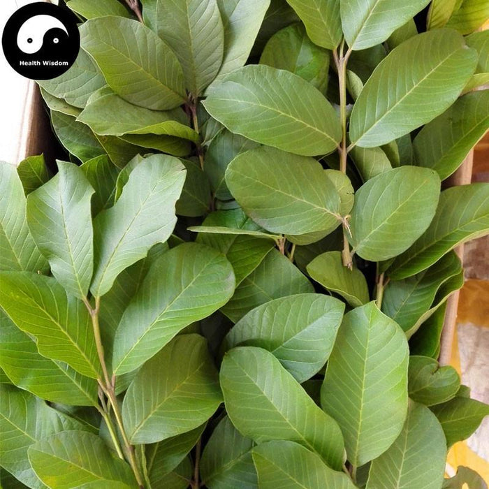 TCM Herbs Powder Fan Shi Liu Ye 番石榴叶, Guava Leaf Tea, Folium Psidii Guajavae-Health Wisdom™