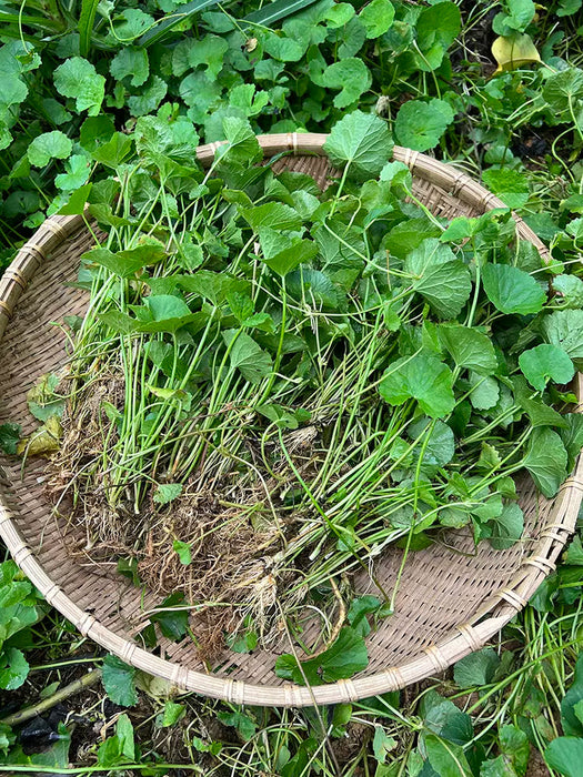 TCM Herbs Powder Ji Xue Cao 積雪草, Asiatic Pennywort Herb, Centella Asiatica, Herba Centellae-Health Wisdom™