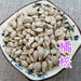 TCM Herbs Powder Ju He 橘核, Semen Citri Reticulatae, Tangerine Seed