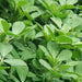 TCM Herbs Powder Spice Xiang Dou Fen 香豆粉, Fenugreek Powder, Ku Dou Fen 苦豆粉-Health Wisdom™