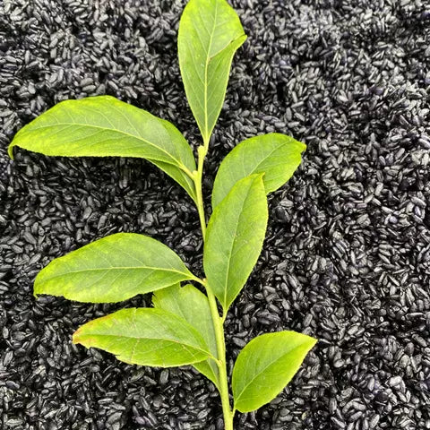 TCM Herbs Powder Wu Fan Shu 乌饭叶, Nan Zhu Ye 南烛叶, Vaccinium Bracteatum Leaf, Black Rice-Health Wisdom™