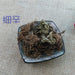 TCM Herbs Powder Xi Xin 細辛, Herba Asari Root, Radix Asarum Sieboldii