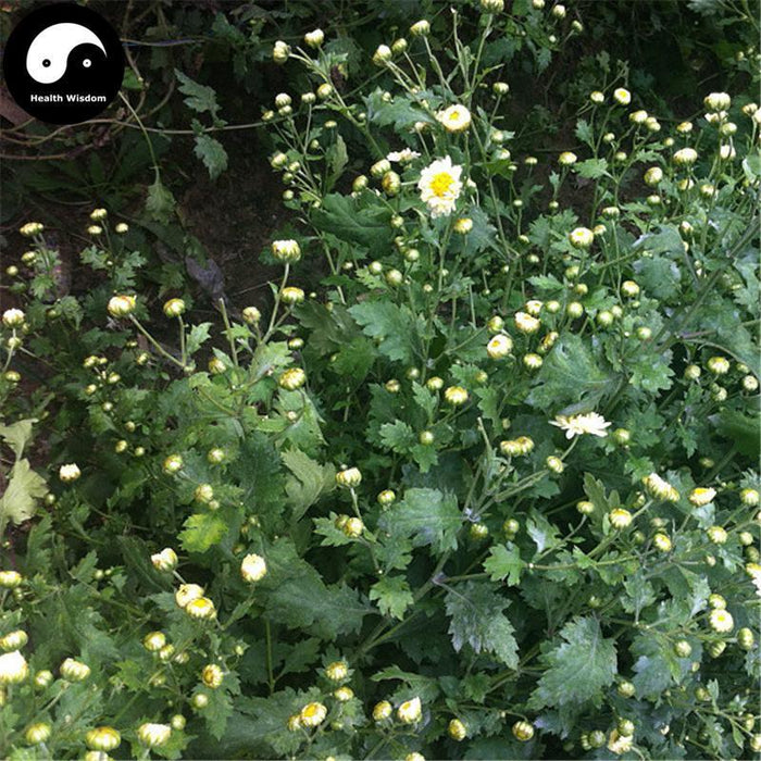 Tai Ju 胎菊, Flos Chrysanthemi, Florists Chrysanthemum Flower Bud-Health Wisdom™