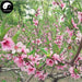 Tao Hua 桃花, Flos Persicae, Peach Flower, Peach Blossom-Health Wisdom™