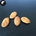 Tao Ren 桃仁, Semen Persicae, Peach Seed-Health Wisdom™