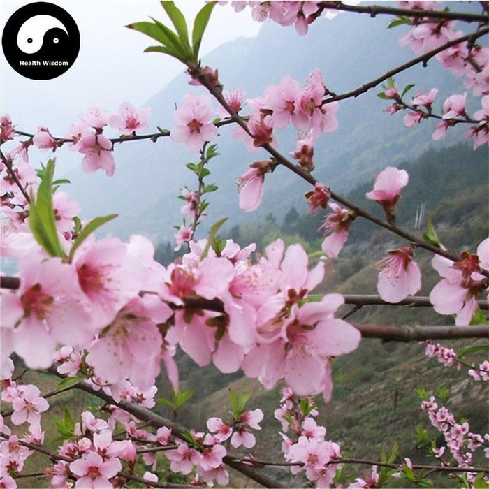Tao Zhi 桃枝, Peach Tree Twig-Health Wisdom™