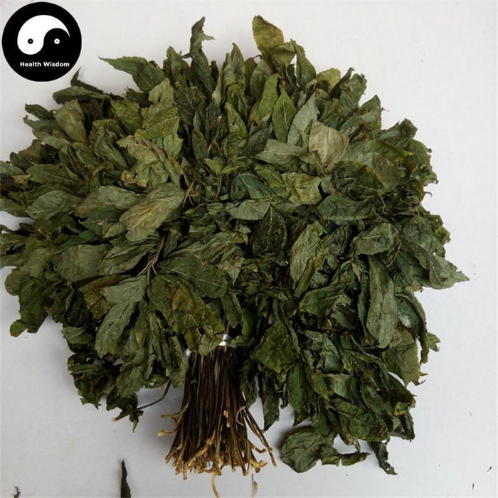 Tian Qi Ye 田七叶, San Qi, Folium Radix Notoginseng, Sanchi Pseudoginseng Leaf-Health Wisdom™