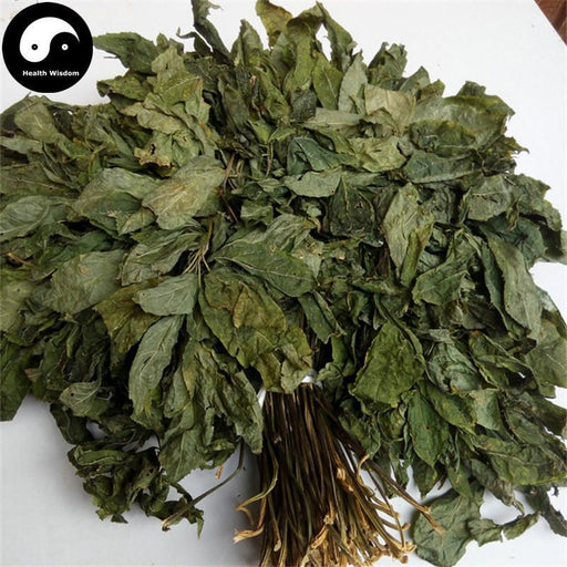 Tian Qi Ye 田七叶, San Qi, Folium Radix Notoginseng, Sanchi Pseudoginseng Leaf