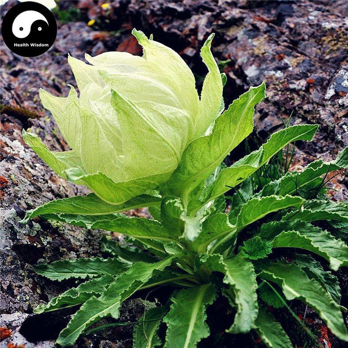 Tian Shan Xue Lian Hua 天山雪蓮花, Herba Saussureae Involucratae, Snow Lotus Herb-Health Wisdom™