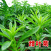 Tian Ye Ju 甜叶菊, Pure Sweet Stevia Powder , Stevia Leaf-Health Wisdom™